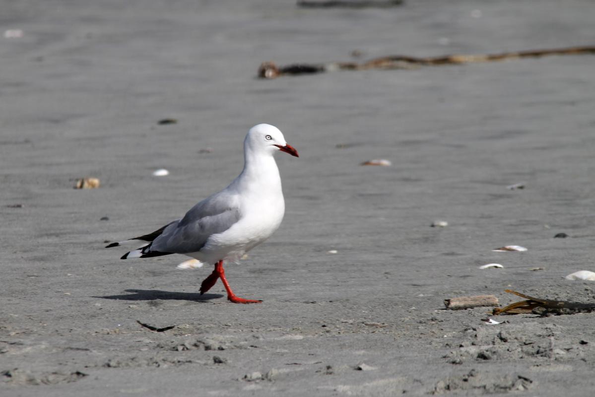 Red-billed Gull (Red-billed Gull), Seal Colony Road, Cape Foulwind, West Coast, New Zealand, 2014-03-11 Red-billed Gull (Red-billed Gull)